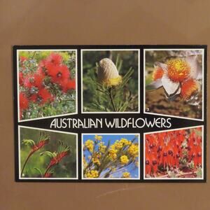 Vintage Australia Australian Wildflowers Flowers VTG Postcard